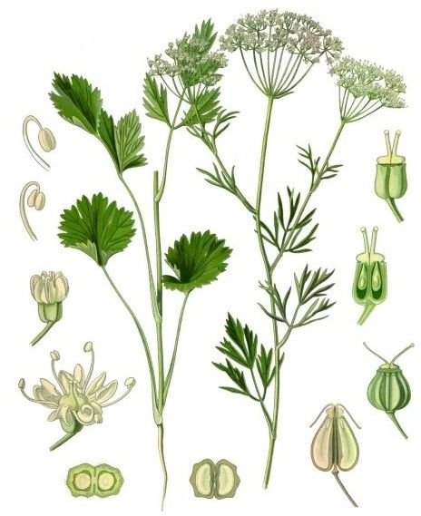 Learn the Benefits of Anise Seeds