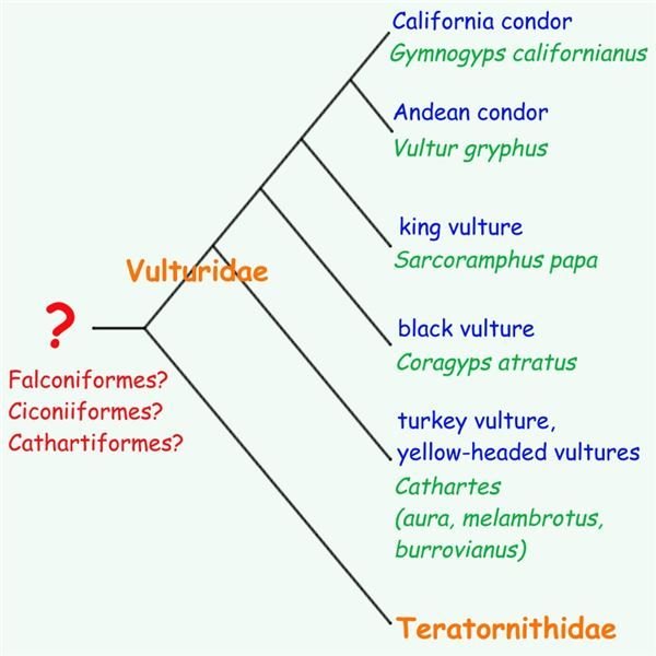 New World vultures phylogenetic tree