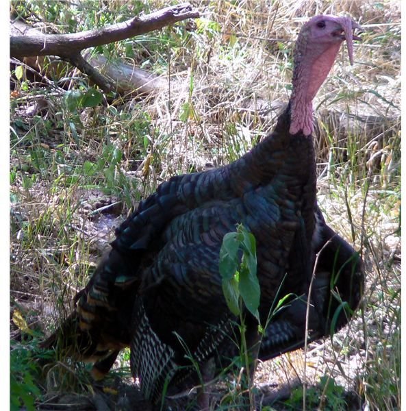 About the Wild Turkey (Meleagris Gallopavo): Range, Habitat, Diet & Behavior