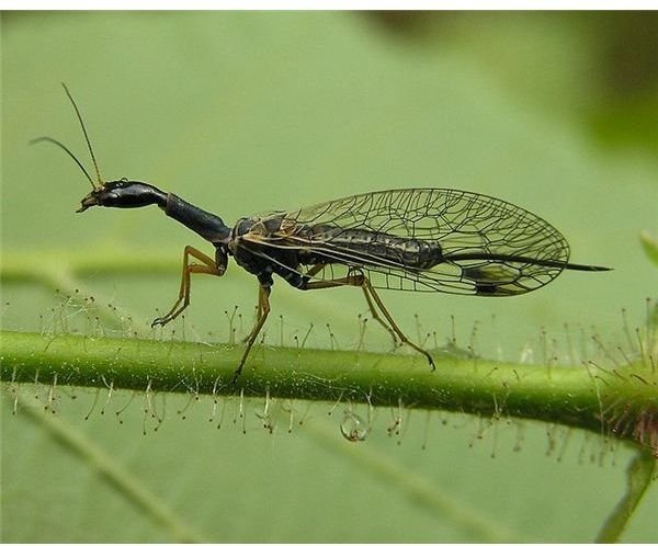 Snakefly