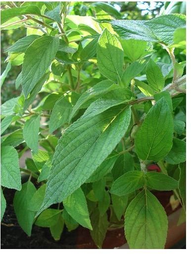 Wildcrafting for Local Herbs and Berries - How to Collect and Dry Wild Plants