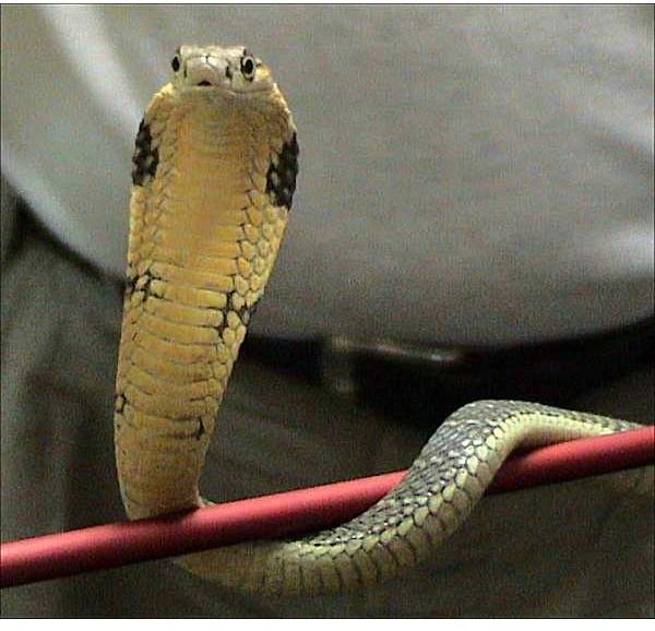 All About the King Cobra
