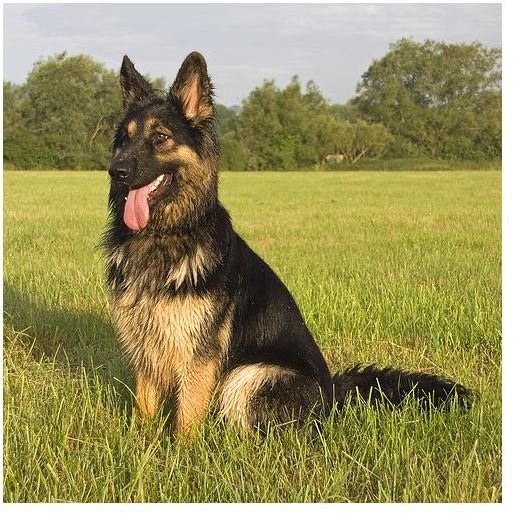 German Shepherd