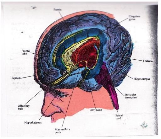 Panic Attacks & The Limbic System Connection