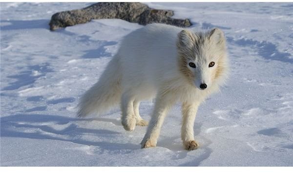 Interesting Arctic Fox Facts