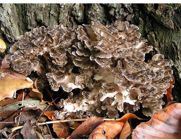 Health Benefits of Maitake Mushrooms