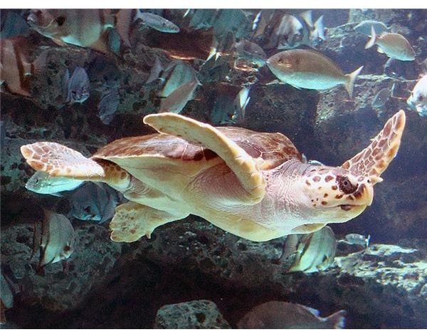 Loggerhead sea turtle