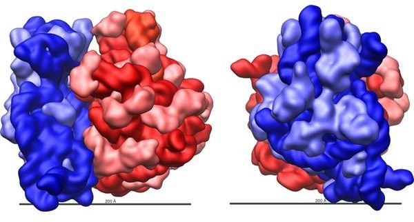 Examples of Ribosomal Subunits