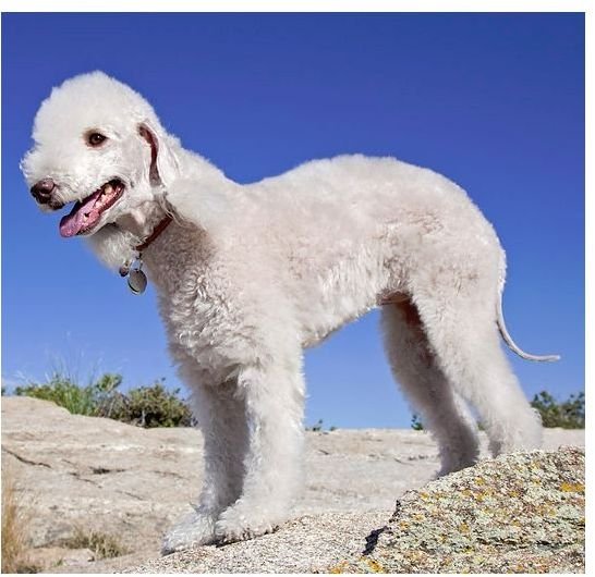 Bedlington Terrier