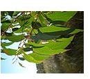 120px-Eucalyptus oilda leaves1