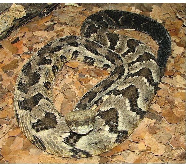 Rattlesnake