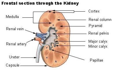 Focal Sclerosing Glomerulonephritis