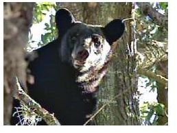 Wayward Florida Black Bear Stuck in a Neighborhood Tree