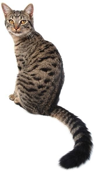 long-tail cat