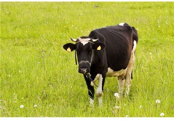 Would You Eat Cultured Beef Grown in a Lab? Experiment Proves Cultured Beef to be Not Too Tasty