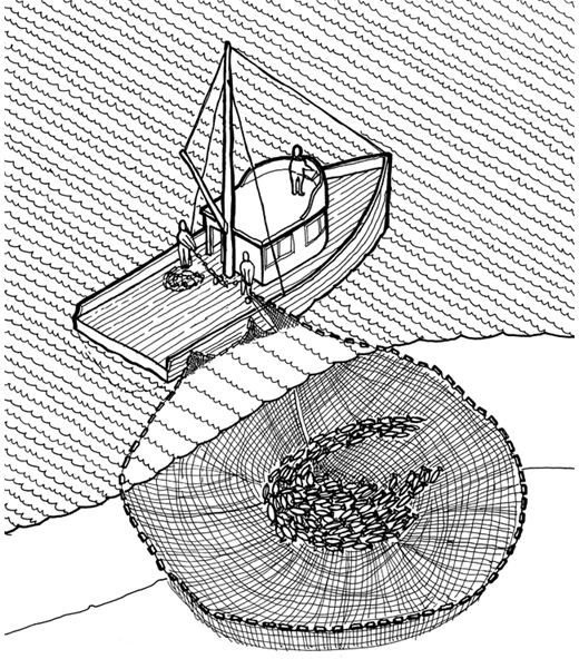 Purse seine illustration