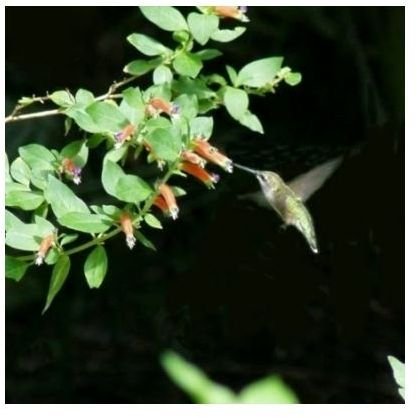 hummingbird