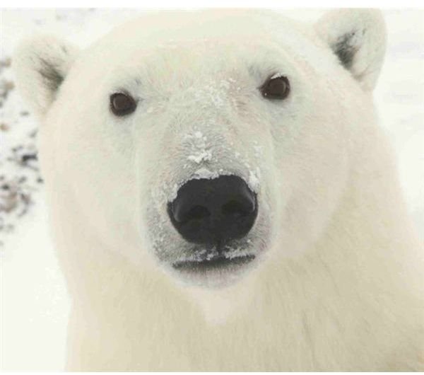 698px-Polar Bear 0319 - 23-11-06