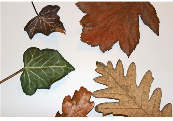 Five Creative Kindergarten Leaf Art Projects