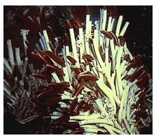 Hydrothermal Vent Tube Worm Community