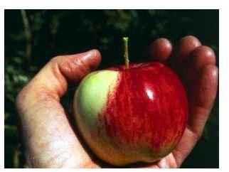 Benefits of the Apple - How Can Eating an Apple a Day Help You with Good Health?