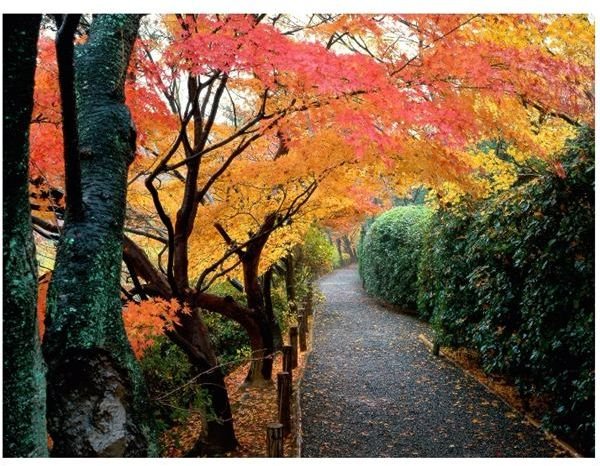 fall-walkway-8