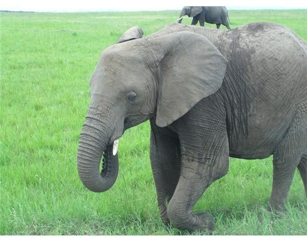 800px-Elefant Masai Mara