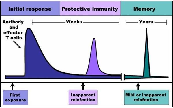 Pathophysiology of Acute Gastroenteritis