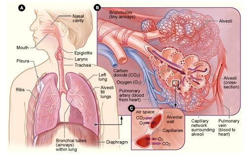 Non Small Cell Lung Cancer: Causes, Symptoms, Diagnosis and Treatment.
