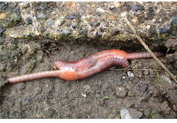 The Life Cycle of an Earthworm: Reproduction & Importance