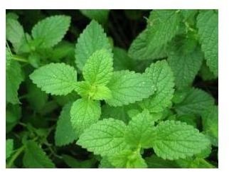 peppermint tea can be an effective remedy for an upset stomach