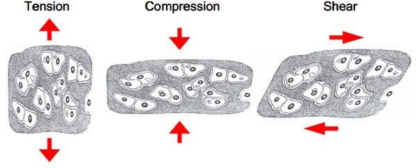 Pathophysiology of Osteoarthritis:  The Most Common Joint Disorder