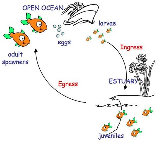 Diagram of Estuarine-Dependent Fish Life Cycle