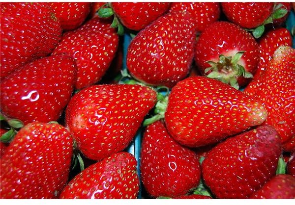 Strawberry Allergy Signs & Causes: Could You Be Allergic?