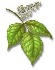 Home Remedies for Poison Ivy: Treating Poison Ivy Naturally