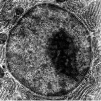 5 Interesting Facts About the Cell Nucleus: Who Discovered the Cell Nucleus? and More