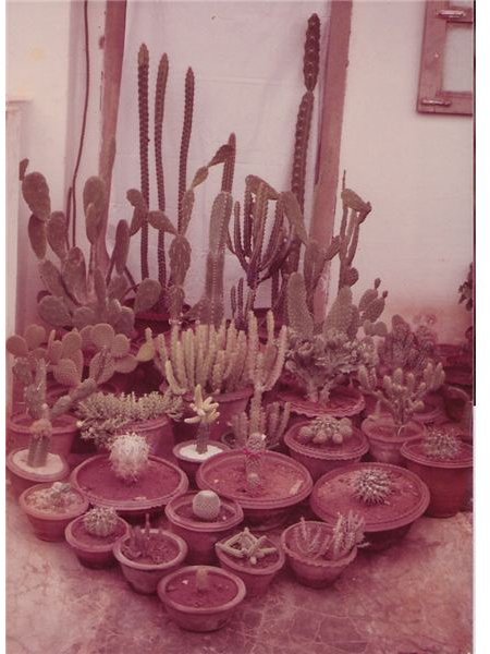 Cacti Garden in a Corner of my House