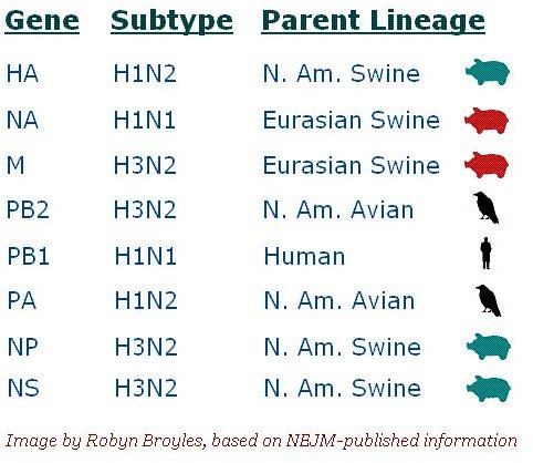 Genetic Origins of 2009 Swine Flu (S-OIV)