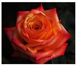 A fine red rose.