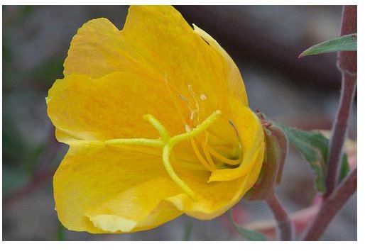 Taking Evening Primrose Oil for Eczema