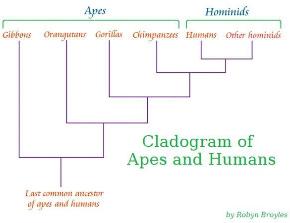 Cladogram of Ape & Human Evolution