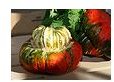 turban squash