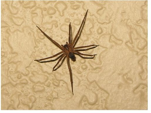 Brown Recluse Spider Bites: Are They Venomous and How Are They Treated?