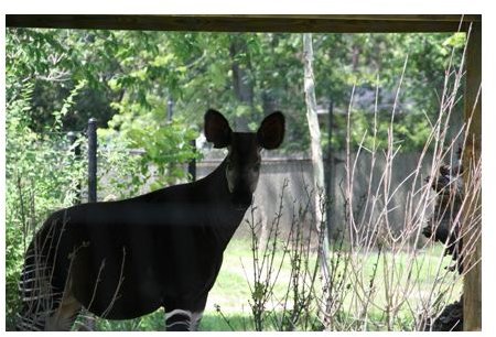 The okapi behind the blurred cages