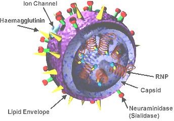 Flu Virus Genetics: The Genome of Influenza