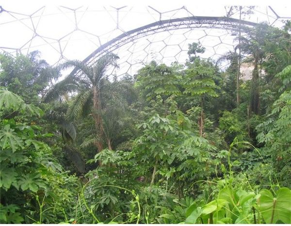 Tropical forest canopy at Eden - geograph.org.uk - 821766