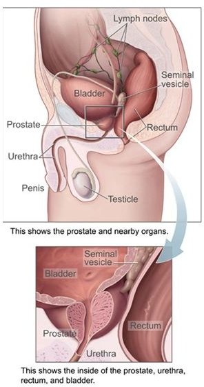 Prostate (image in the public domain)