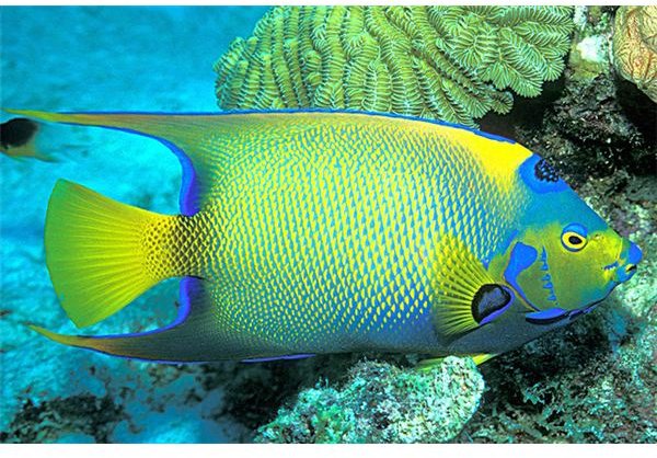 Adaptations of an Angelfish to Enviroment and other Conditions