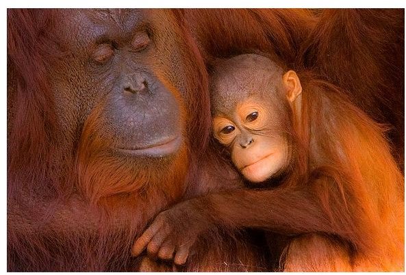 Orangutan Facts: Find Information on This Interesting Great Ape