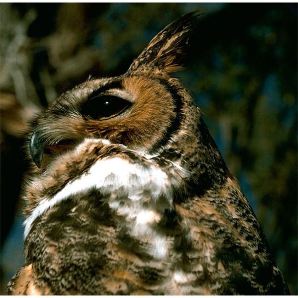 Natural Habitat of Owls